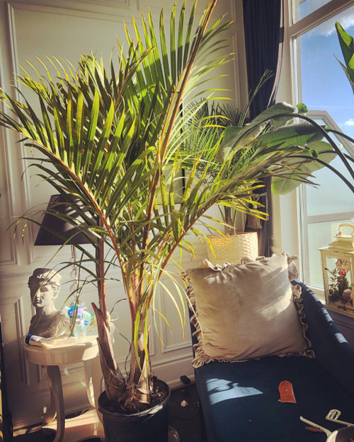 please help my palm tree