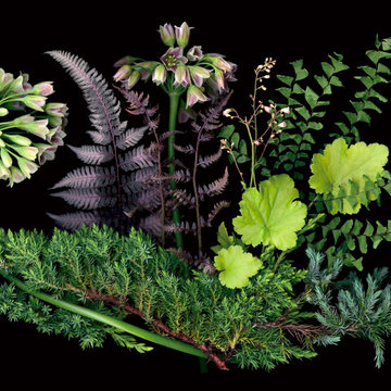 Woodland Garden Sampler