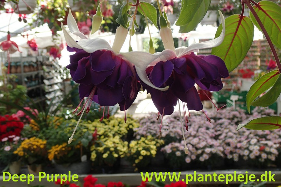 Fuchsia liste 2020 (her ses fotos af en mindre del af de fuchsia vi producere)