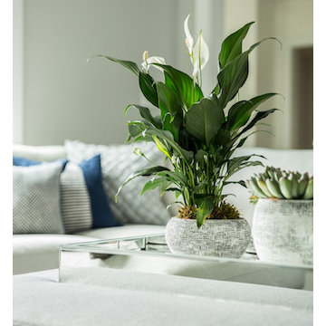 Green plants freshen the neutral living room space