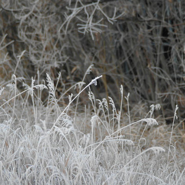 Hoarfrost on Native Shrubs and Grasses