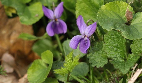 Spring Is the Season for Sweet Violets