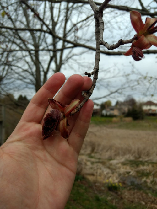 Help! Are my maple trees dying?