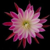 debbie Graham's photo