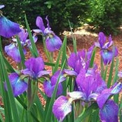 Charity Calhoun's photo