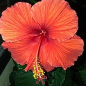 Tammy Davis's photo
