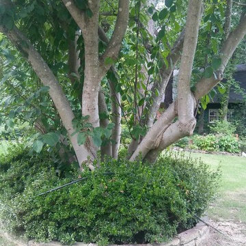 Tree work
