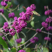 Plants