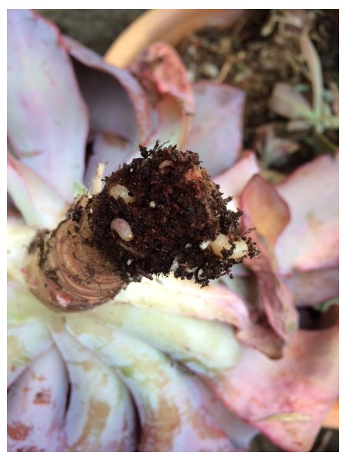 Whats eating my succulents?