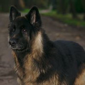 Tim Sheehan's photo