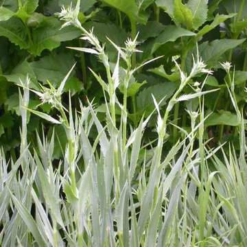 Rattlesnake Master