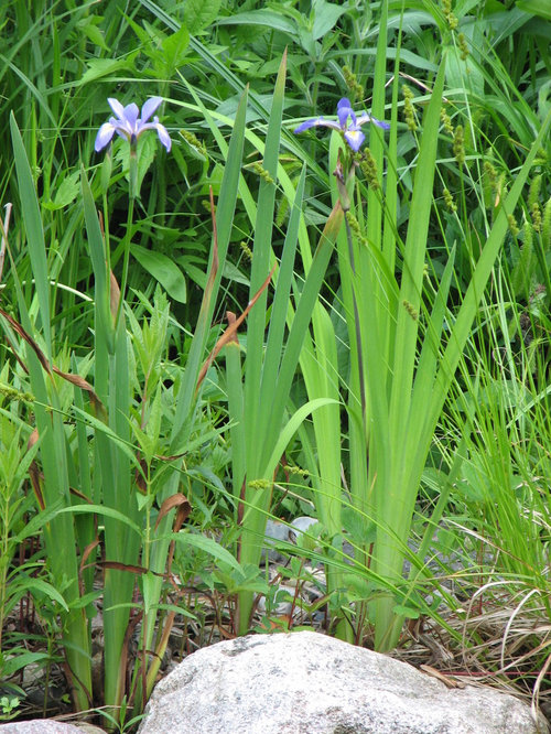 Midwestern Native Plant for Very Wet Areas