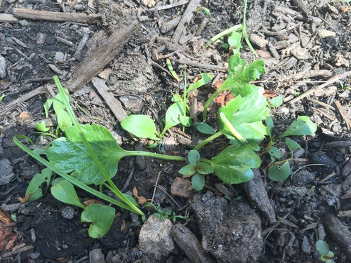 Ranunculus Ranunculus