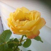 Esther Reimer's photo