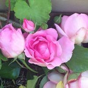 Giselle Waugh's photo