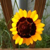 Teresa Mayo's photo