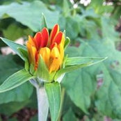 Peg Pritchett's photo