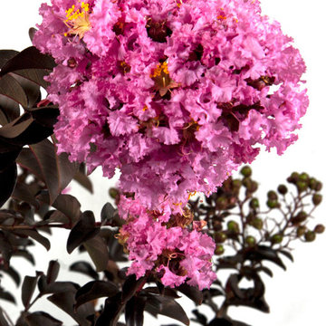 Delta Eclipse™ Crapemyrtle Lagerstromia indica ‘Deleb’
