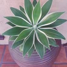 Plants