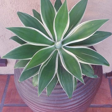 Succulent Containers