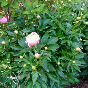 Green Springs:  Growing a New Old Garden