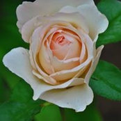 Margie Morgan's photo