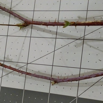 Rubus occidentalis (ID'd by floral_uk and embothrium)