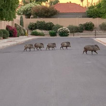 Scottsdale AZ Wildlife