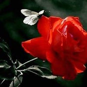 Charline Duvauchelle's photo