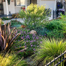 Backyard-palm tree