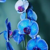 Chasity Boyd's photo