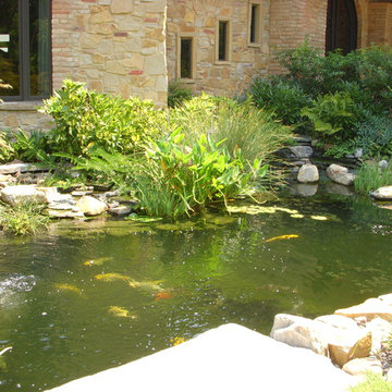 Koi Pond Maturing