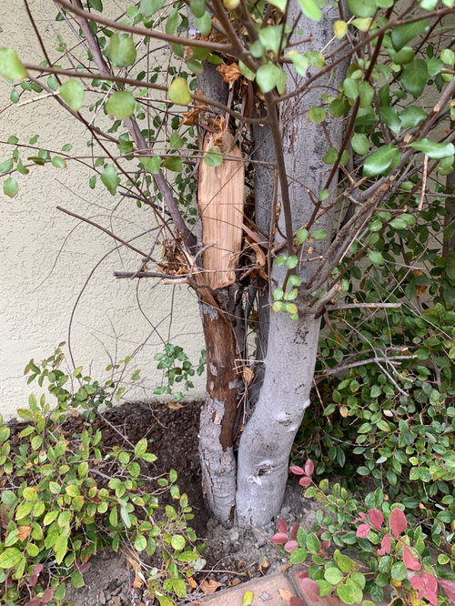 Black soot dripping out of my silver sheen trees. What is it?