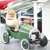 Stefanija Grbin's photo