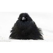 Elena Fedotova's photo