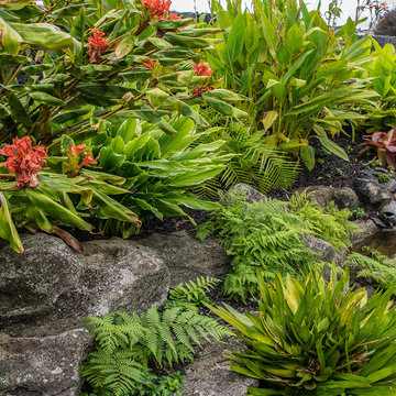 Hawaiian Landscape