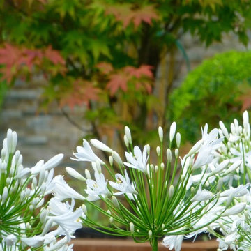 North London Garden