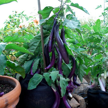 Container Vegetable Gardens