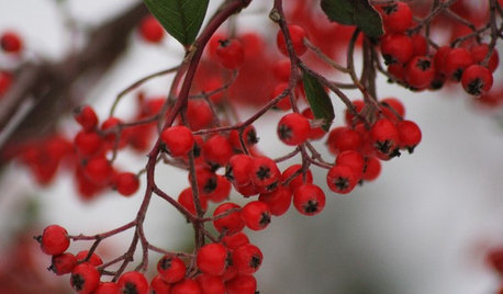Ask a Garden Designer: What Do I Need to Do in the Garden in December?