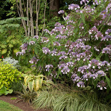 shade garden