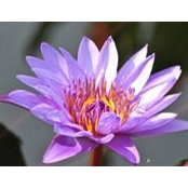 Linda Goad's photo