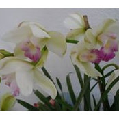 Foto von Grace Cheung