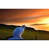 Diane Basore's photo