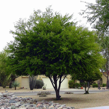 Southwestern Plants