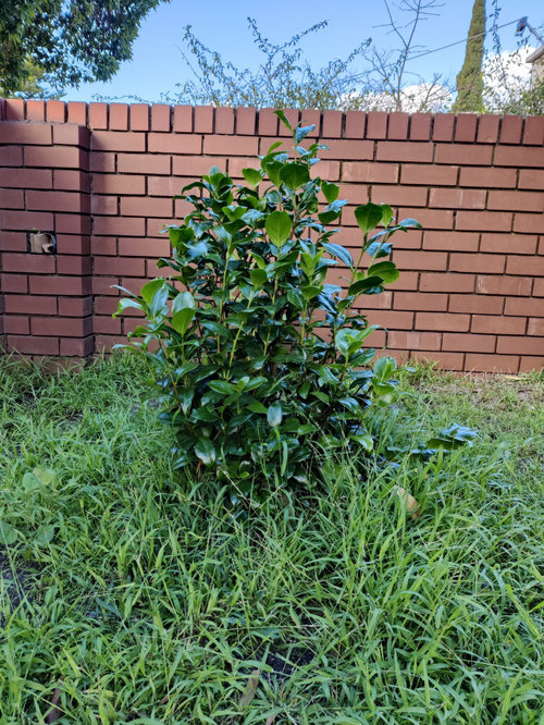Is this a camellia? Looking to move it