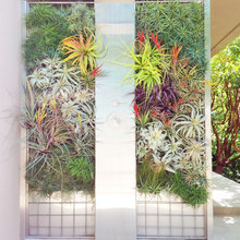 airplant wall
