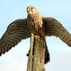 can someone identity this raptor ?
