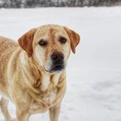 Carolyn Hines-Amirault's photo