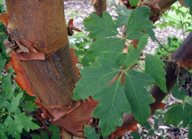 Paperbark maple (Acer griseum)