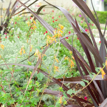 San Francisco Tiny Front Garden